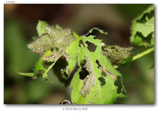 Image of Fatal Metalmark