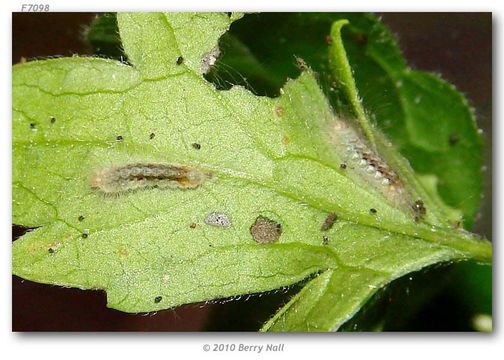 Image of Fatal Metalmark