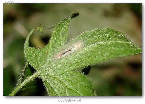 Image of Fatal Metalmark