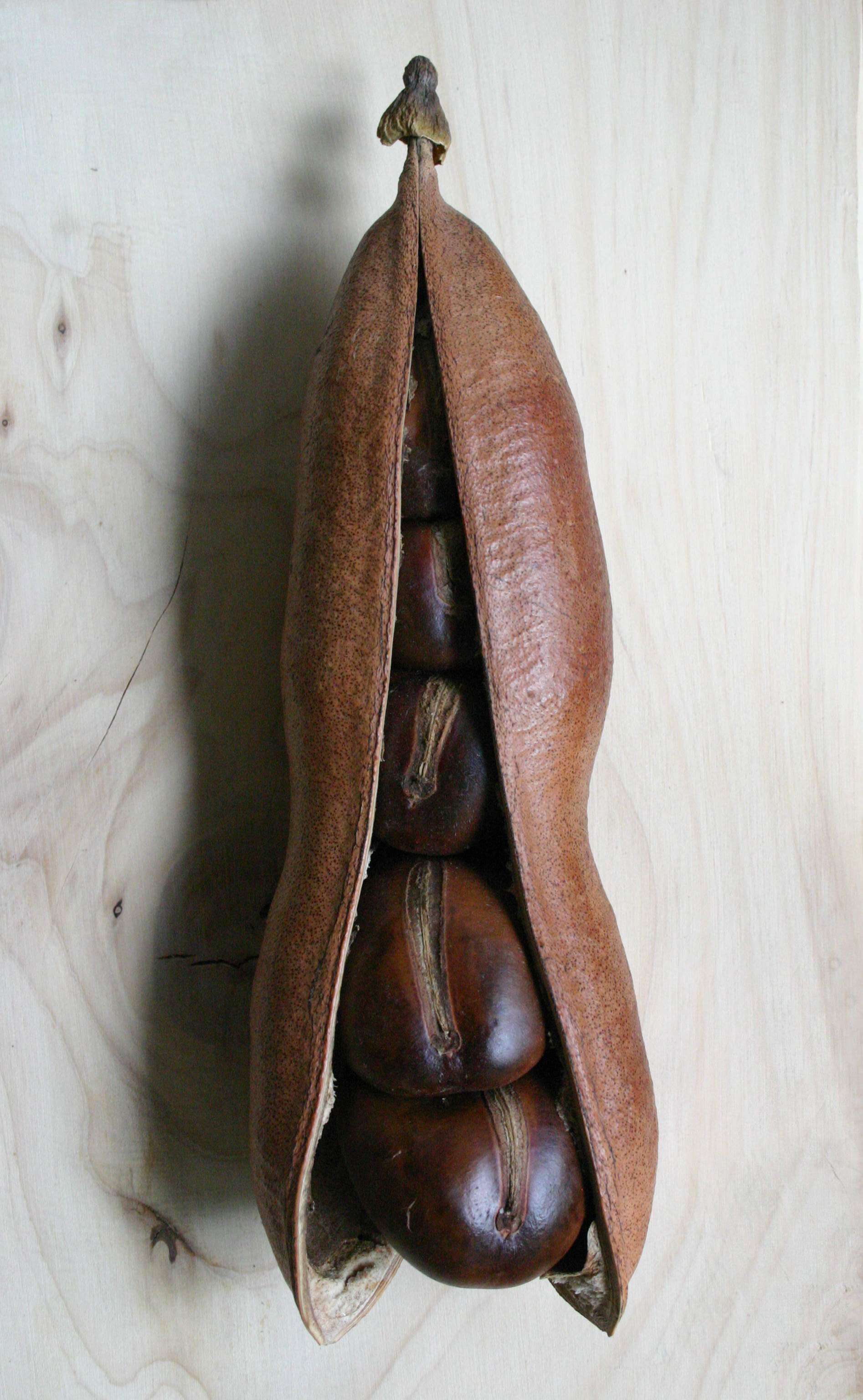 Image de Castanospermum