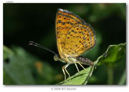 Слика од Calephelis perditalis Barnes & McDunnough 1918