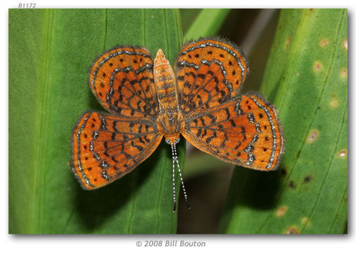 Image of Little Metalmark