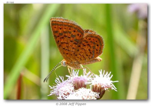 Image of Little Metalmark