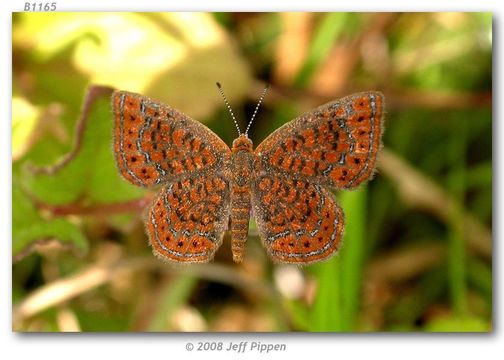 Image of Little Metalmark