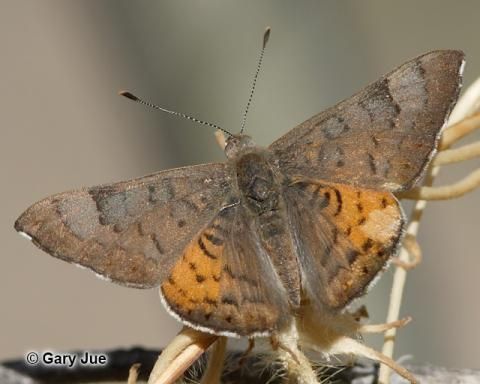 Image of Zela Metalmark