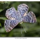 Image of Blue Metalmark