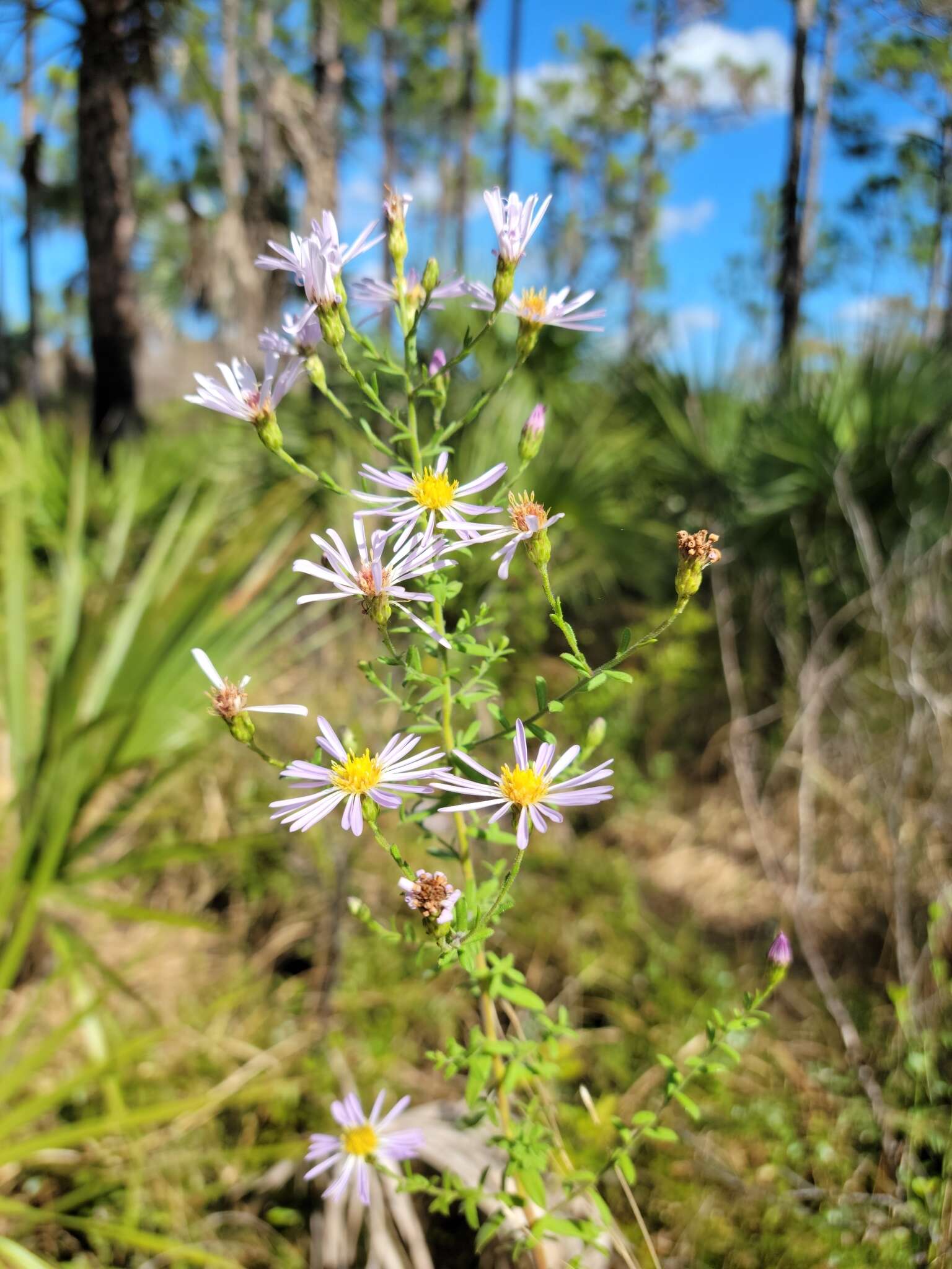 Image of Florida water aster