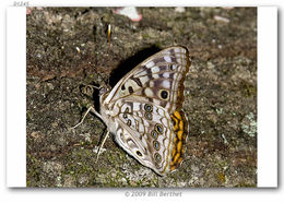 صورة Asterocampa