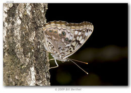 صورة Asterocampa