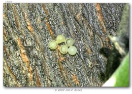 صورة Asterocampa