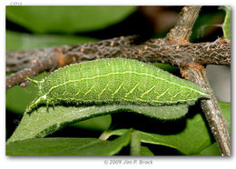 صورة Asterocampa