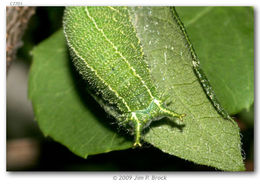 صورة Asterocampa