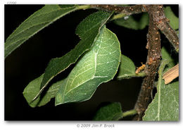 Image of Asterocampa