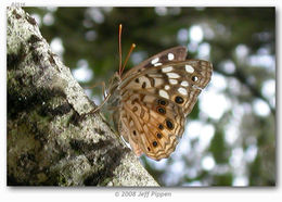 صورة Asterocampa