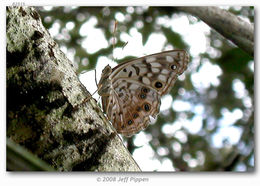 صورة Asterocampa