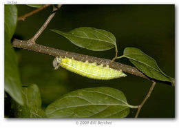 Image of Asterocampa