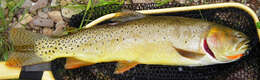 Image of Oncorhynchus clarki utah