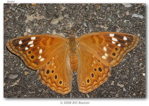 Image of Asterocampa