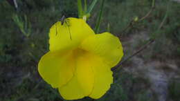 Image of Allamanda angustifolia Pohl