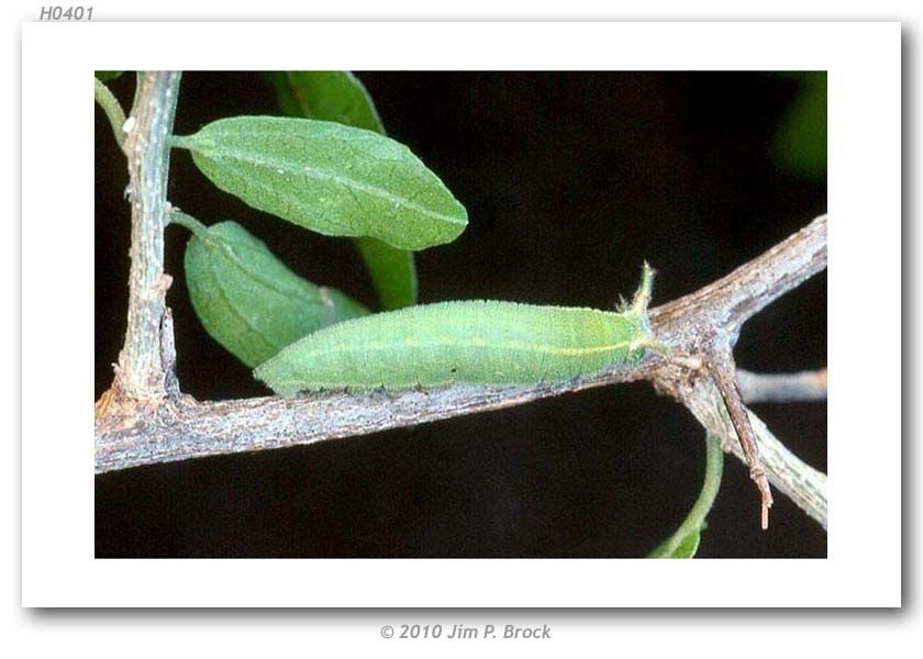 Image of Asterocampa