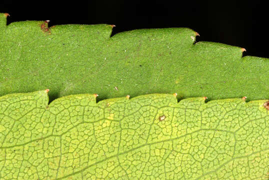 Image of Marsh American-Aster