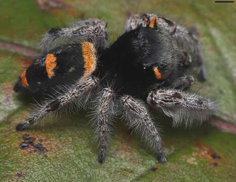 Image of Phidippus pacosauritus