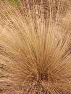 Image of silver tussock