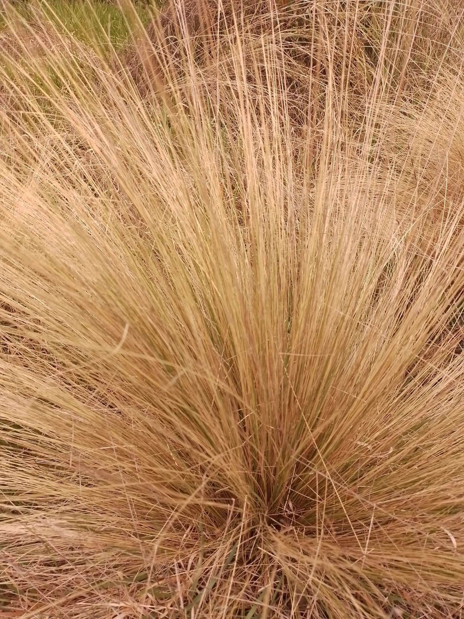 Image of silver tussock