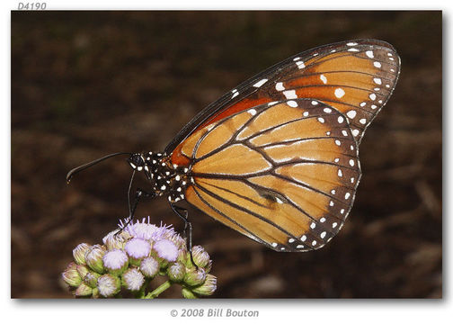 Image of Monarch Butterfly