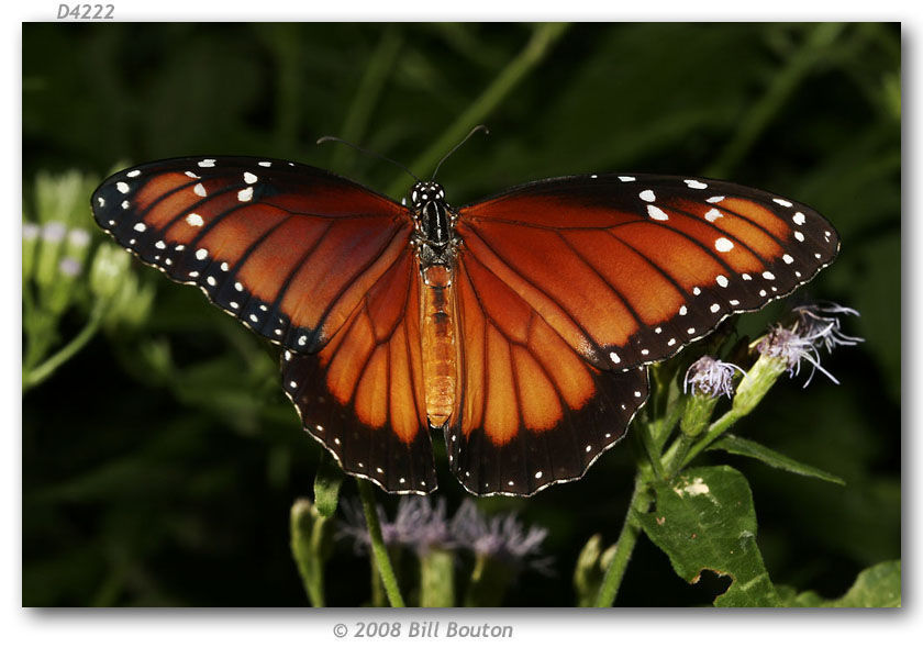 Image of Monarch Butterfly