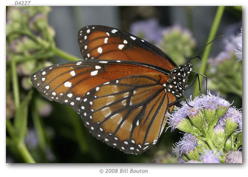 Image of Monarch Butterfly