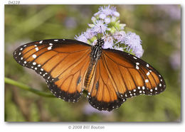 Image of Monarch Butterfly