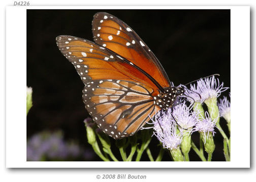 Image of Monarch Butterfly