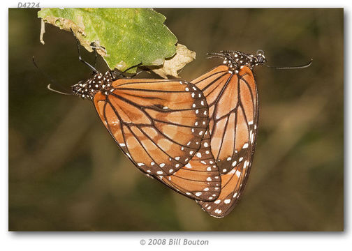 Image of Monarch Butterfly