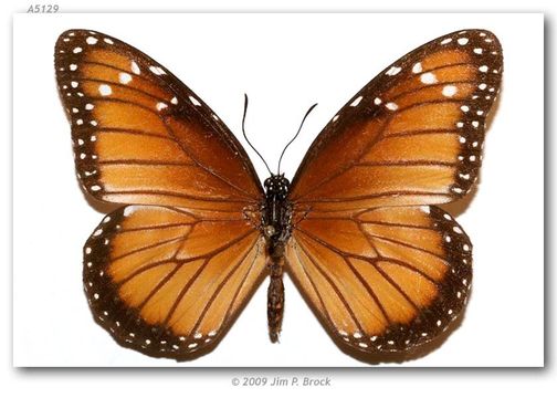 Image of Monarch Butterfly