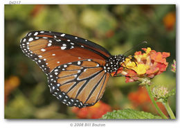 Image of Monarch Butterfly