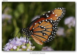 Sivun Danaus (Anosia) gilippus Cramer 1775 kuva