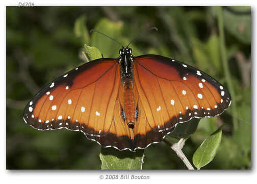 Sivun Danaus (Anosia) gilippus Cramer 1775 kuva