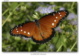 Sivun Danaus (Anosia) gilippus Cramer 1775 kuva