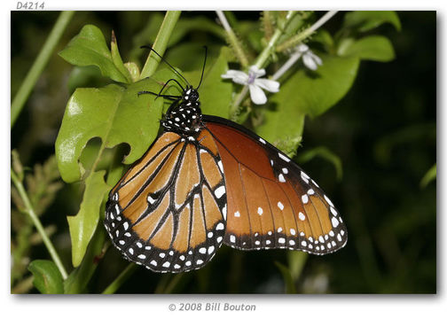 Sivun Danaus (Anosia) gilippus Cramer 1775 kuva