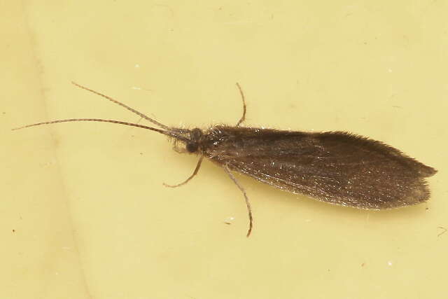 Image of Lepidostoma (Nosopus) cascadense (Milne 1936)