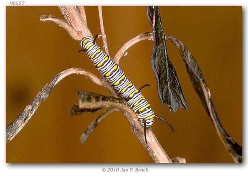 صورة Danaus (Anosia) gilippus Cramer 1775