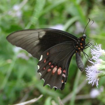 Image de Papilio anchisiades Esper 1788