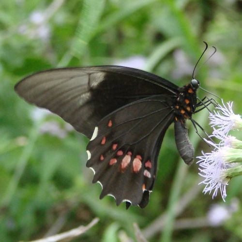 Image of Ruby-spotted Swallowtail