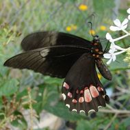 Image of Ruby-spotted Swallowtail