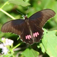 Image of Ruby-spotted Swallowtail