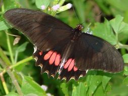 Image of Ruby-spotted Swallowtail