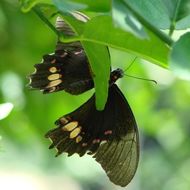 Image of Ruby-spotted Swallowtail