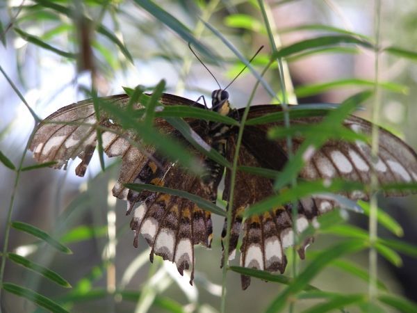 Image of Ornythion Swallowtail