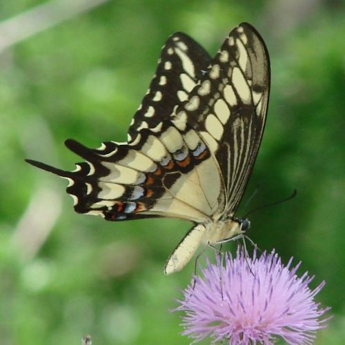 Image of Ornythion Swallowtail